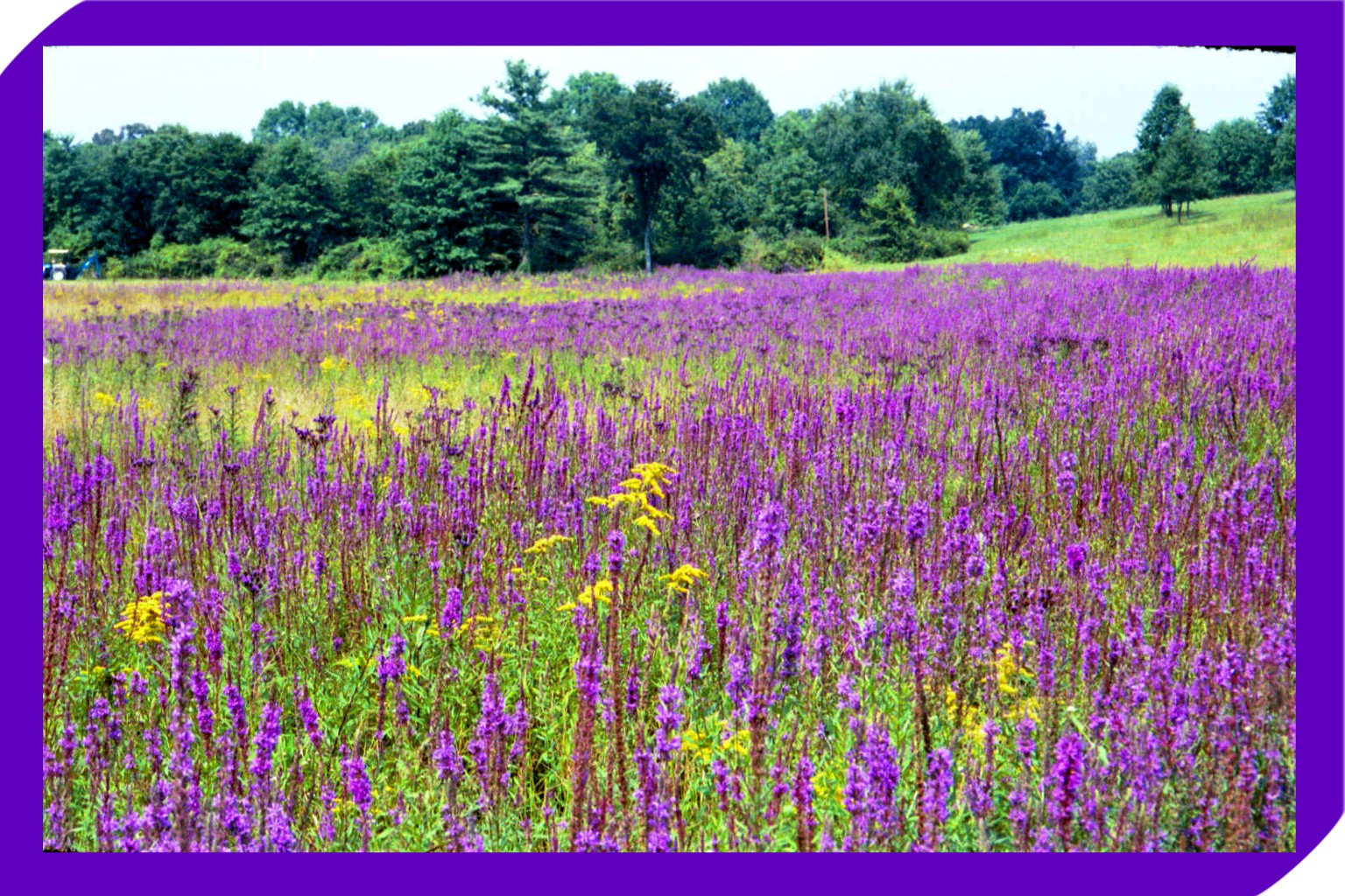 purplefields.jpg